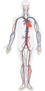 human body, circulatory system, circulation-311864.jpg